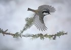 John Scholey - Coal Tit - Small Print